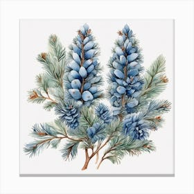 Blue spruce branches 3 Canvas Print