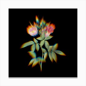 Prism Shift Hudson Rose Botanical Illustration on Black Canvas Print