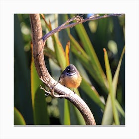 Angry Bird in New Zealand Canvas Print