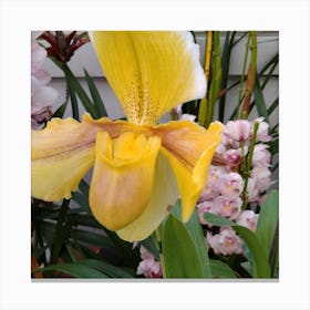 Yellow Orchid Canvas Print