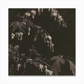 Bleeding Hearts Canvas Print