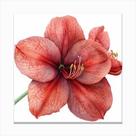 Amaryllis Leinwandbild