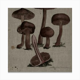 Fungi Canvas Print