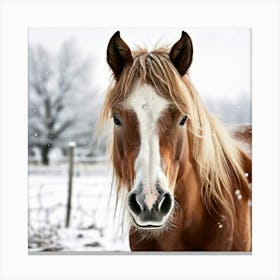 Horse Hair Pony Animal Mane Head Canino Isolated Pasture Beauty Fauna Season Farm Photo (2) Canvas Print