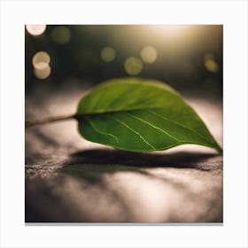 Leaf On The Ground Canvas Print