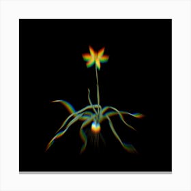 Prism Shift Hypoxis Stellata Botanical Illustration on Black Canvas Print