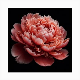 Coral Peony on Black Background Canvas Print