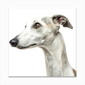 Whippet Dog Portrait Stampe su tela