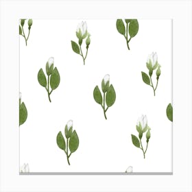 White rose buds Canvas Print