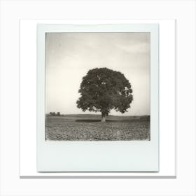 Polaroid  Solitary Tree Field Nature Black & White Canvas Print