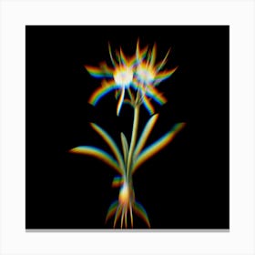 Prism Shift Streambank Spiderlily Botanical Illustration on Black Canvas Print