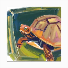 Box Turtle 02 Canvas Print