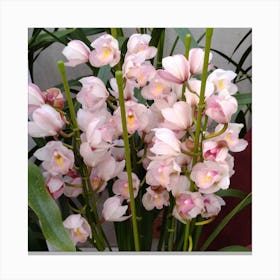 Pink Orchids 4 Canvas Print