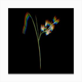 Prism Shift Gladiolus Ringens Botanical Illustration on Black n.0392 Canvas Print