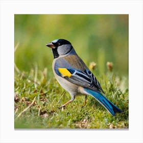 Blue-Winged Tit Canvas Print