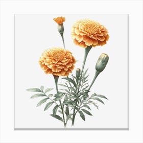 Marigold Canvas Print