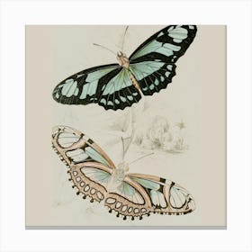 Butterflies In Flight Canvas Print