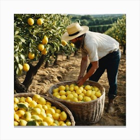 Man Picking Lemons In An Orchard Canvas Print