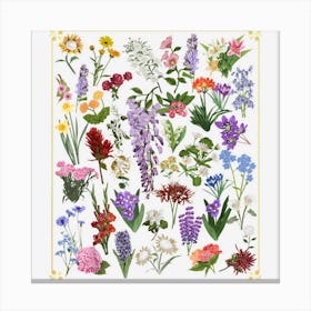 Vintage Botanical Art Flower Gift For Plant Growers Canvas Print