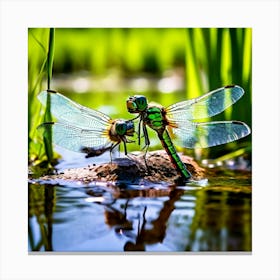 Nature Dragonfly Mating Couple Insect Sitting Duck Pond Lively Dvd Fauna Wild Animal Gras (2) Canvas Print