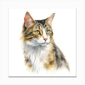 American Wirehair Longhair Cat Portrait 3 Canvas Print