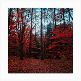 Autumn Forest Canvas Print