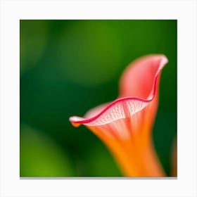 Calla Lily Stampe su tela