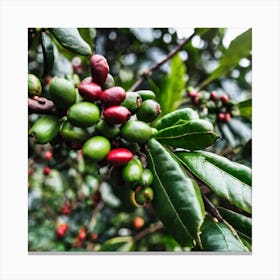 Coffee Beans On A Tree 41 Canvas Print