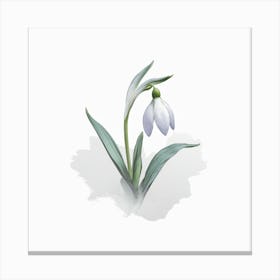 Snowdrop Canvas Print