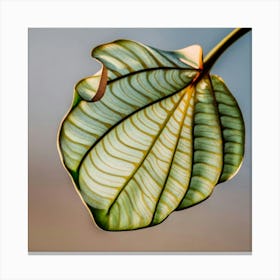 Tree Leaf Canvas Print