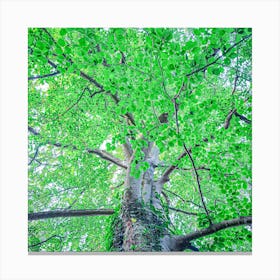 Tree In The Forest Botanical Photography Canvas Print