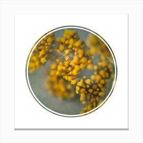 Foraged Texture Rounds 4 Canvas Print