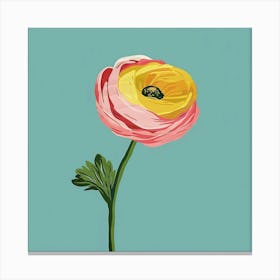 Ranunculus 2 Square Flower Illustration Canvas Print