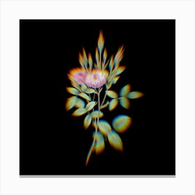 Prism Shift Mossy Pompon Rose Botanical Illustration on Black n.0127 Canvas Print