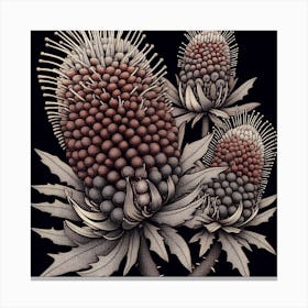 Banksia Canvas Print