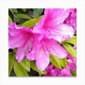 Pink Azaleas 40 Canvas Print