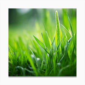 Grass Plant Texture Green Detail Nature Fresh Beautiful Summer Natural Spring Ecology Be (3) Canvas Print