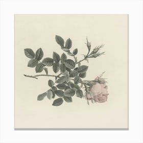 Rose On A Branch 1 Canvas Print