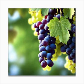 Grapes On The Vine 34 Canvas Print