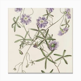 Commiphora Canvas Print