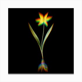 Prism Shift Tulipa Celsiana Botanical Illustration on Black n.0333 Canvas Print