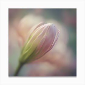 A Close Up Of A Delicate Umbrella Bud Just Beginning To Bloom, With Soft Petals And Hints Of Vibrant Canvas Print