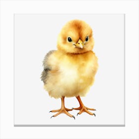 Png Chicken Canvas Print