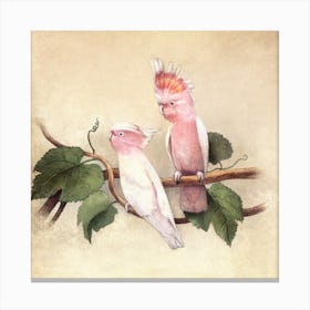 Pink Cockatoos Canvas Print