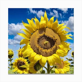 Sunflowers In The Field Canvas Print