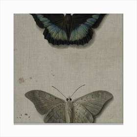 Two Butterflies 1 Canvas Print