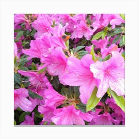 Pink Azaleas 28 Canvas Print