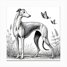 Line Art greyhound dog 2 Canvas Print