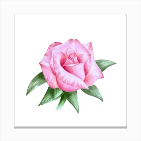 Pink Rose Canvas Print