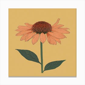 Echinacea Canvas Print